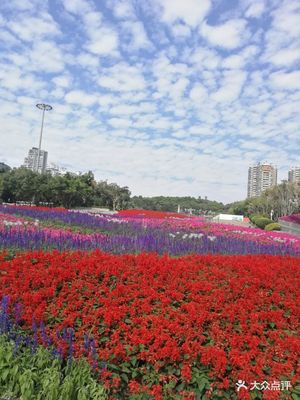 深圳國際園林花卉博覽園 花海仙境，城市綠肺