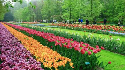 深圳花卉天堂 荷蘭花卉小鎮(zhèn)