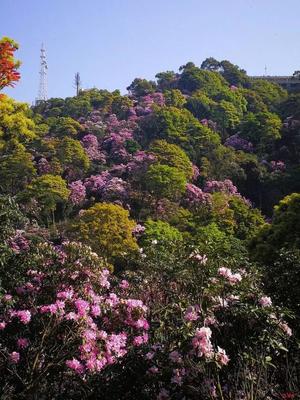 2019年深圳梧桐山杜鵑花驚艷亮相，錯(cuò)過又要等一年！