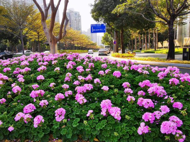 深圳 千園之城，花卉綠意點綴都市繁華
