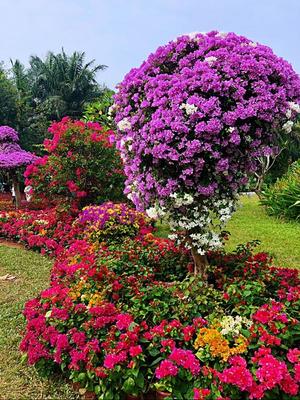 打卡深圳蓮花山公園，邂逅最美杜鵑花海