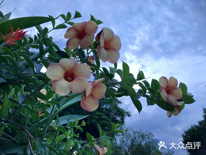 深圳國際園林花卉博覽園 都市中的花海綠洲