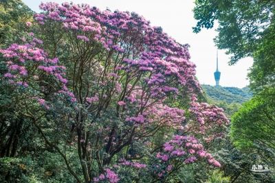 深圳梧桐山 毛棉杜鵑花海，春日里的粉紅詩篇