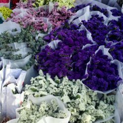 深圳花卉世界購物指南 地址、電話、營業時間與價格一覽