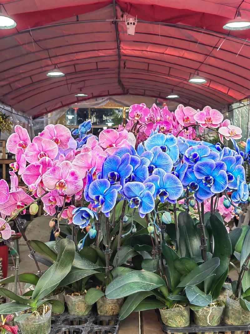 花開富貴好運來 八卦嶺春節花卉市場，奏響新春序曲