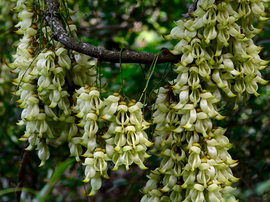 禾雀花下，深圳的生態之眼